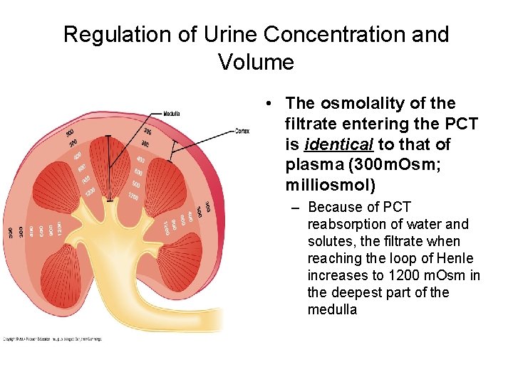 Regulation of Urine Concentration and Volume • The osmolality of the filtrate entering the