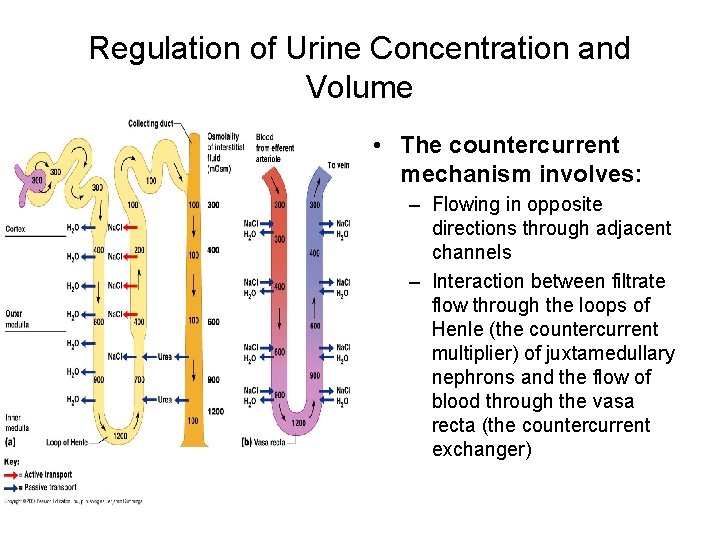 Regulation of Urine Concentration and Volume • The countercurrent mechanism involves: – Flowing in