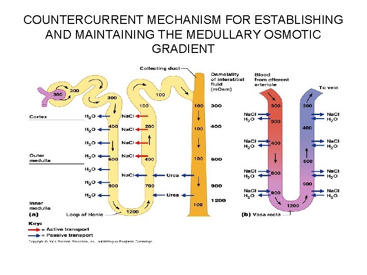 COUNTERCURRENT MECHANISM FOR ESTABLISHING AND MAINTAINING THE MEDULLARY OSMOTIC GRADIENT 