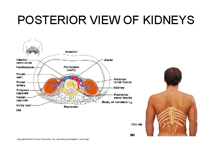 POSTERIOR VIEW OF KIDNEYS 
