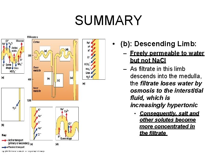 SUMMARY • (b): Descending Limb: – Freely permeable to water but not Na. Cl