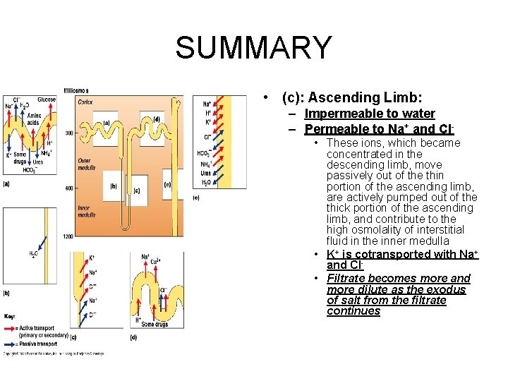 SUMMARY • (c): Ascending Limb: – Impermeable to water – Permeable to Na+ and