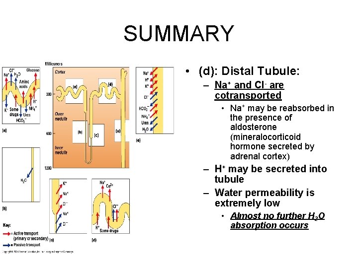 SUMMARY • (d): Distal Tubule: – Na+ and Cl- are cotransported • Na+ may