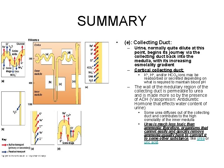 SUMMARY • (e): Collecting Duct: – Urine, normally quite dilute at this point, begins