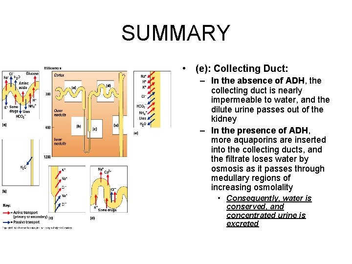 SUMMARY • (e): Collecting Duct: – In the absence of ADH, the collecting duct