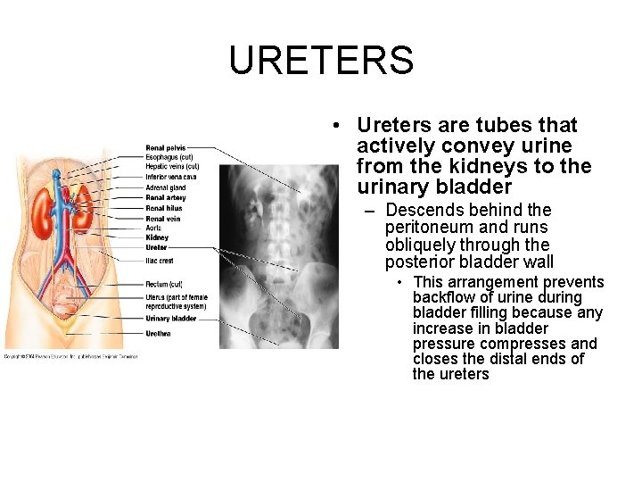 URETERS • Ureters are tubes that actively convey urine from the kidneys to the