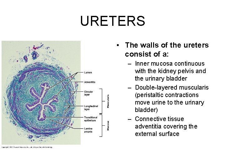 URETERS • The walls of the ureters consist of a: – Inner mucosa continuous
