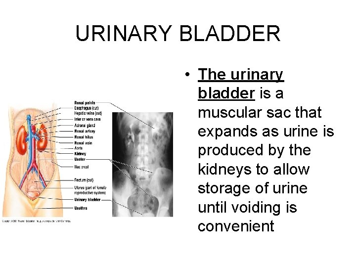 URINARY BLADDER • The urinary bladder is a muscular sac that expands as urine