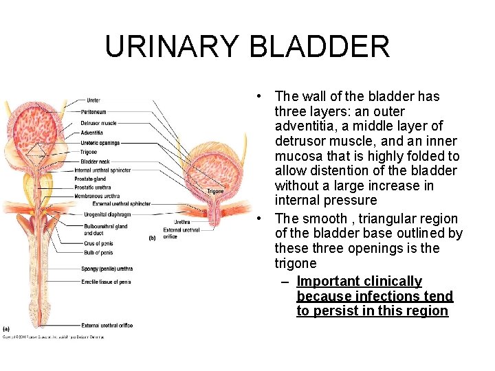 URINARY BLADDER • The wall of the bladder has three layers: an outer adventitia,