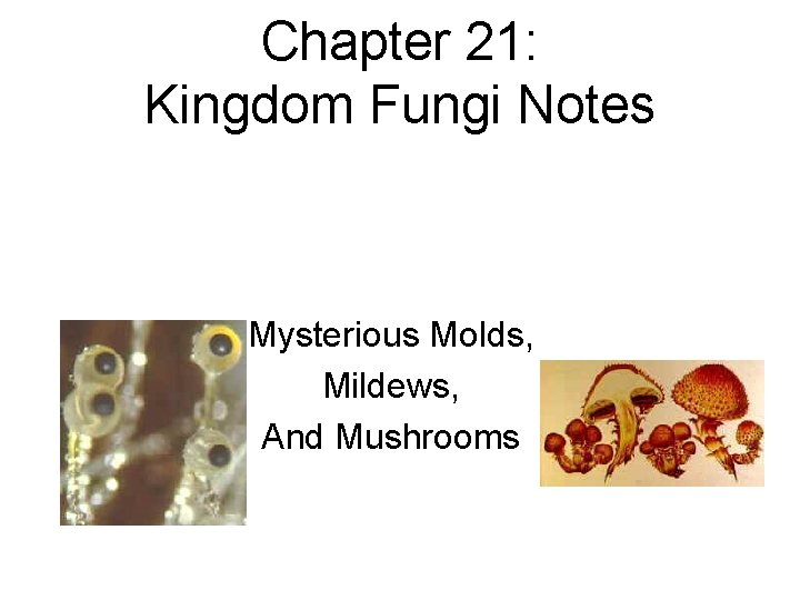 Chapter 21: Kingdom Fungi Notes Mysterious Molds, Mildews, And Mushrooms 
