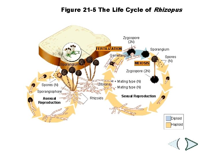 Figure 21 -5 The Life Cycle of Rhizopus Section 21 -2 Zygospore (2 N)