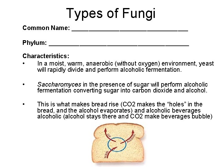 Types of Fungi Common Name: _________________ Phylum: _____________________ Characteristics: • In a moist, warm,