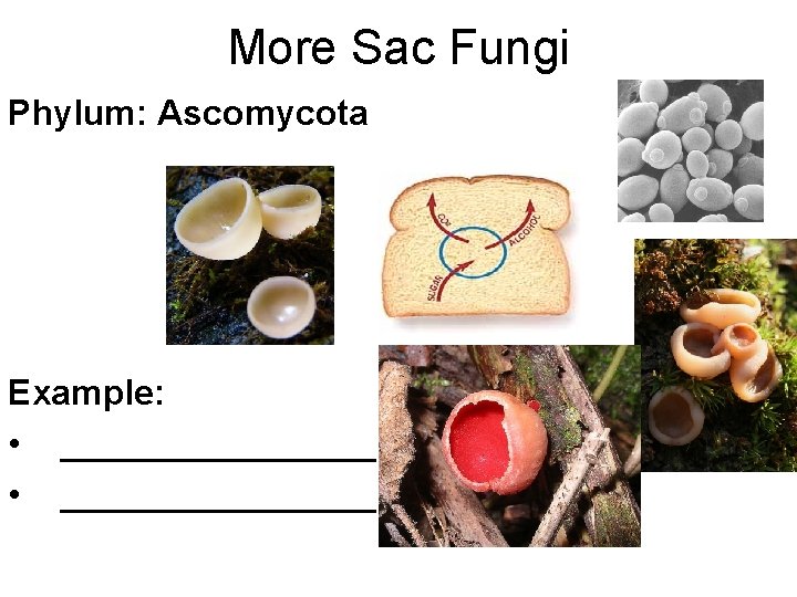 More Sac Fungi Phylum: Ascomycota Example: • ________________ 