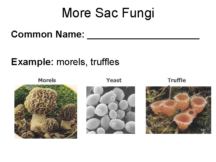 More Sac Fungi Common Name: ___________ Example: morels, truffles Morels Yeast Truffle s 