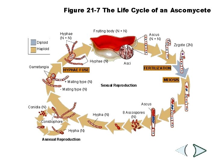 Figure 21 -7 The Life Cycle of an Ascomycete Section 21 -2 Fruiting body