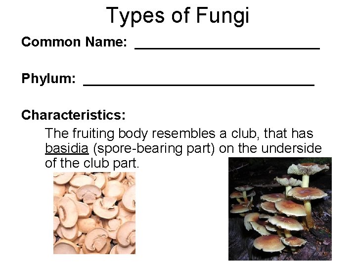 Types of Fungi Common Name: ____________ Phylum: _______________ Characteristics: The fruiting body resembles a