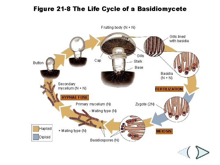Figure 21 -8 The Life Cycle of a Basidiomycete Section 21 -2 Fruiting body