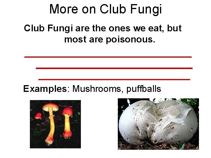 More on Club Fungi are the ones we eat, but most are poisonous. ________________