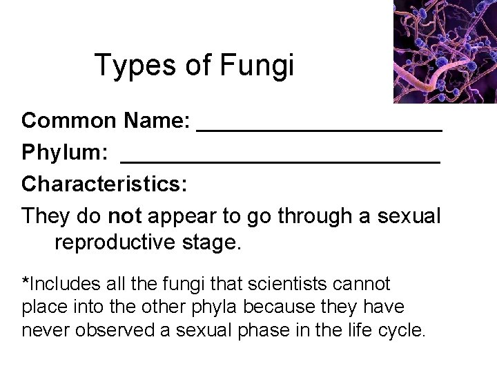 Types of Fungi Common Name: __________ Phylum: _____________ Characteristics: They do not appear to