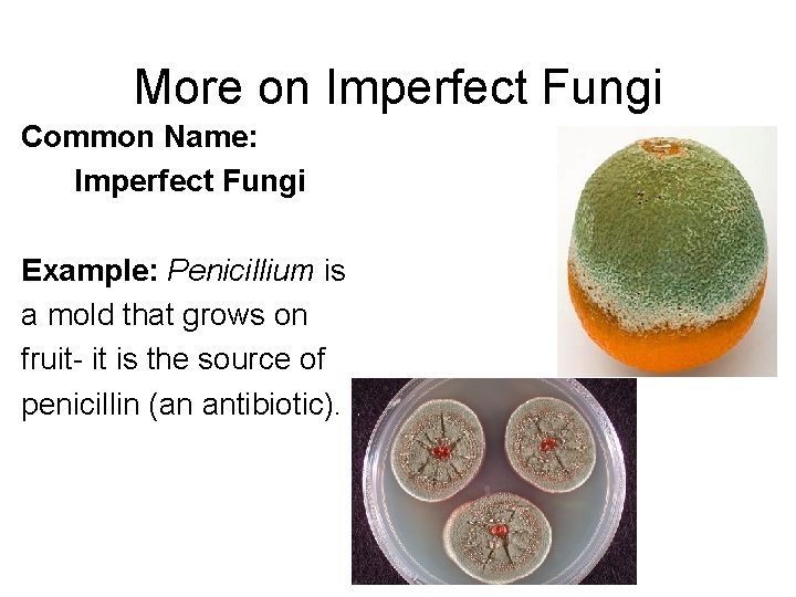 More on Imperfect Fungi Common Name: Imperfect Fungi Example: Penicillium is a mold that