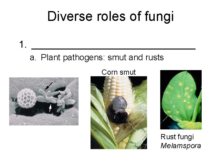 Diverse roles of fungi 1. _______________ a. Plant pathogens: smut and rusts Corn smut