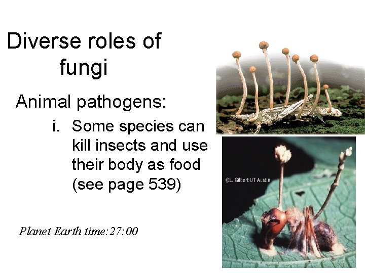 Diverse roles of fungi Animal pathogens: i. Some species can kill insects and use