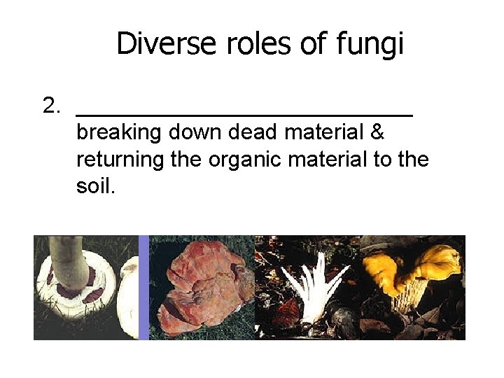 Diverse roles of fungi 2. ______________ breaking down dead material & returning the organic