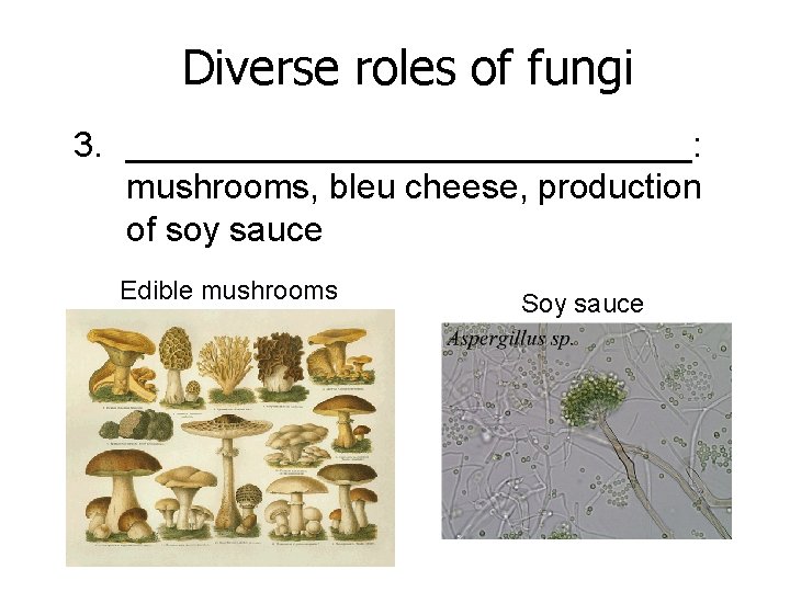 Diverse roles of fungi 3. _______________: mushrooms, bleu cheese, production of soy sauce Edible