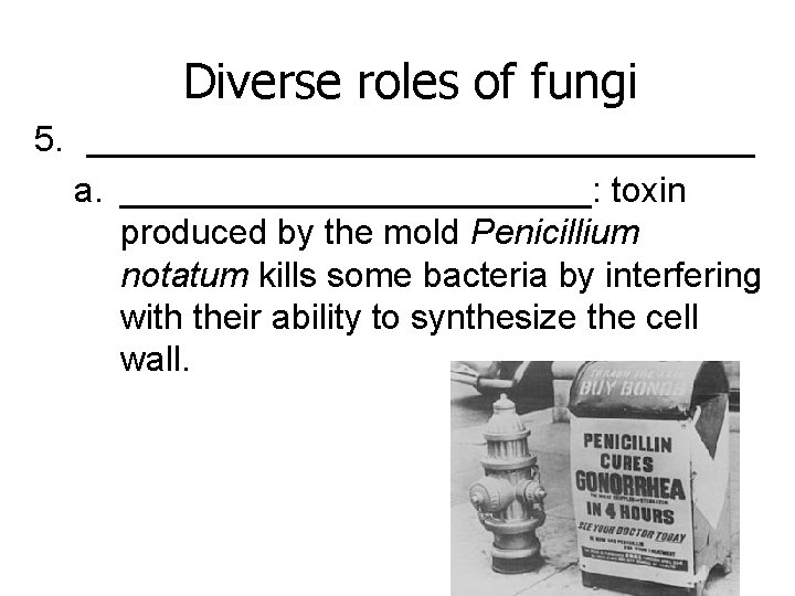 Diverse roles of fungi 5. _________________ a. ____________: toxin produced by the mold Penicillium