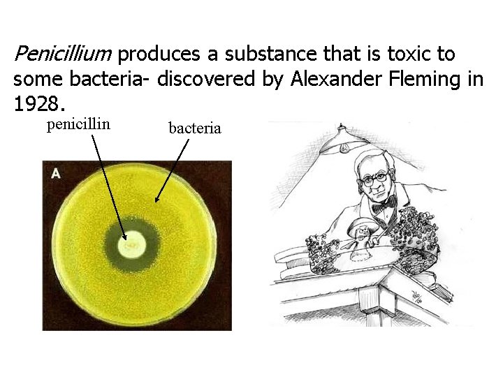 Penicillium produces a substance that is toxic to some bacteria- discovered by Alexander Fleming