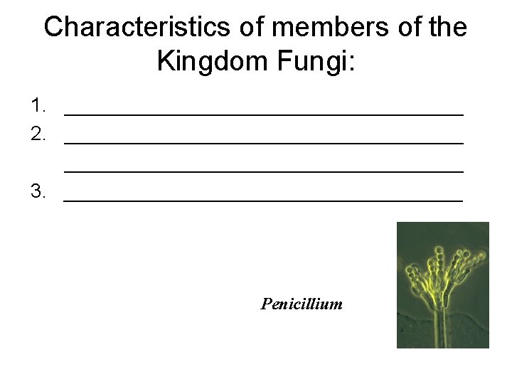 Characteristics of members of the Kingdom Fungi: 1. __________________ 2. ____________________________________ 3. __________________ Penicillium