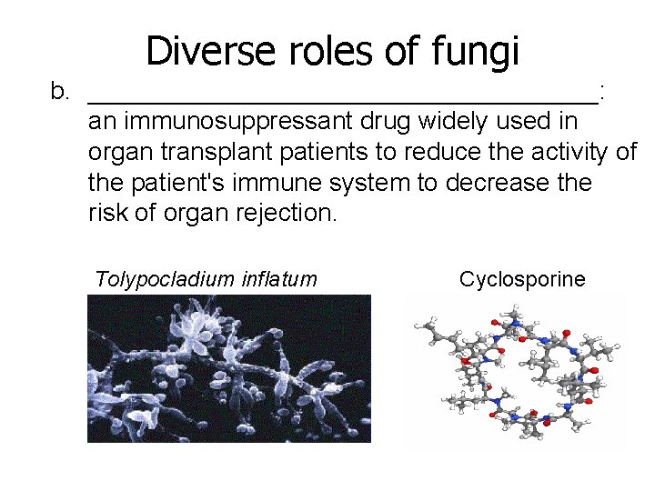 Diverse roles of fungi b. __________________: an immunosuppressant drug widely used in organ transplant