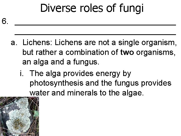 Diverse roles of fungi 6. ____________________________________ a. Lichens: Lichens are not a single organism,