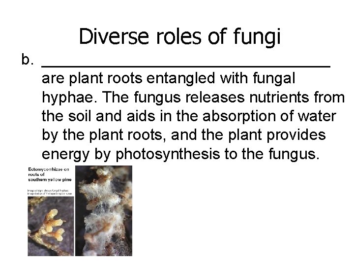 Diverse roles of fungi b. _________________ are plant roots entangled with fungal hyphae. The