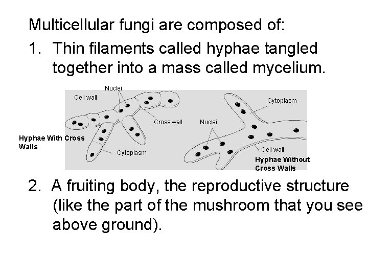 Multicellular fungi are composed of: 1. Thin filaments called hyphae tangled together into a