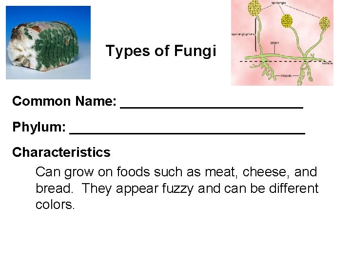 Types of Fungi Common Name: ____________ Phylum: ________________ Characteristics Can grow on foods such