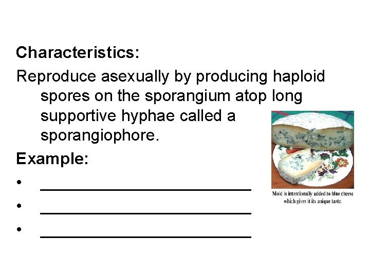 Characteristics: Reproduce asexually by producing haploid spores on the sporangium atop long supportive hyphae