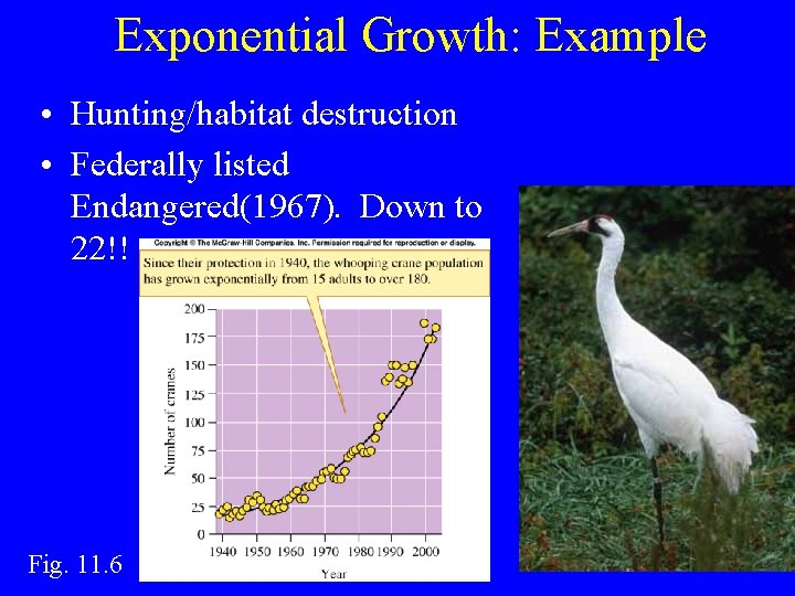 Exponential Growth: Example • Hunting/habitat destruction • Federally listed Endangered(1967). Down to 22!! Fig.