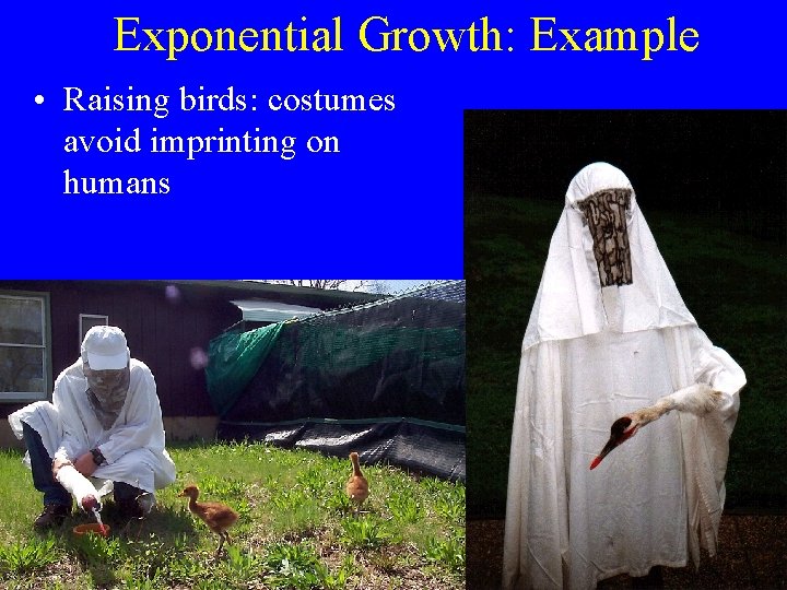 Exponential Growth: Example • Raising birds: costumes avoid imprinting on humans 