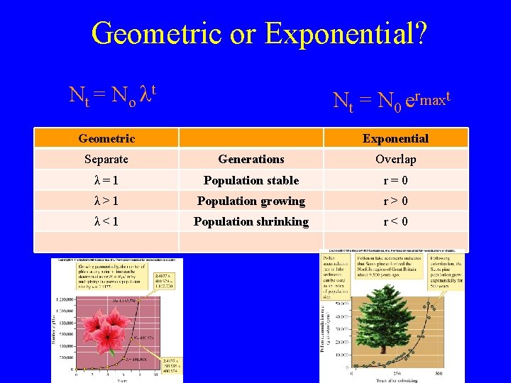 Geometric or Exponential? Nt = N o t Nt = N 0 ermaxt Geometric