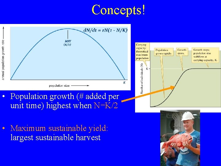 Concepts! • Population growth (# added per unit time) highest when N=K/2 • Maximum