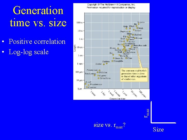 Generation time vs. size rmax • Positive correlation • Log-log scale size vs. rmax?