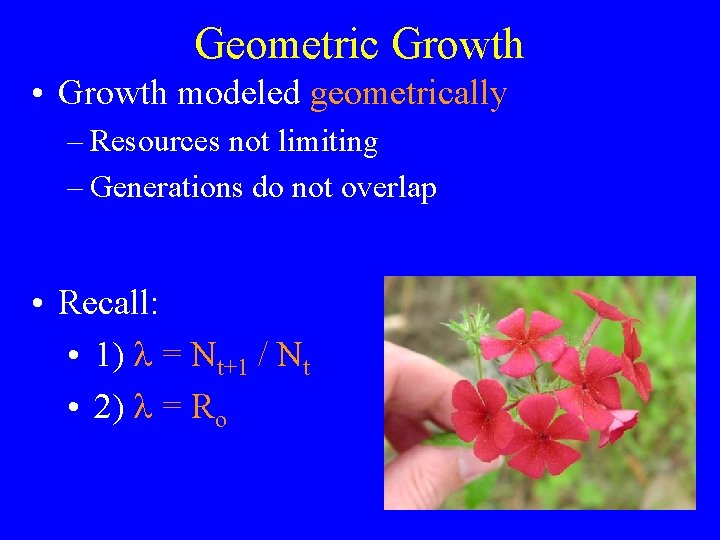 Geometric Growth • Growth modeled geometrically – Resources not limiting – Generations do not