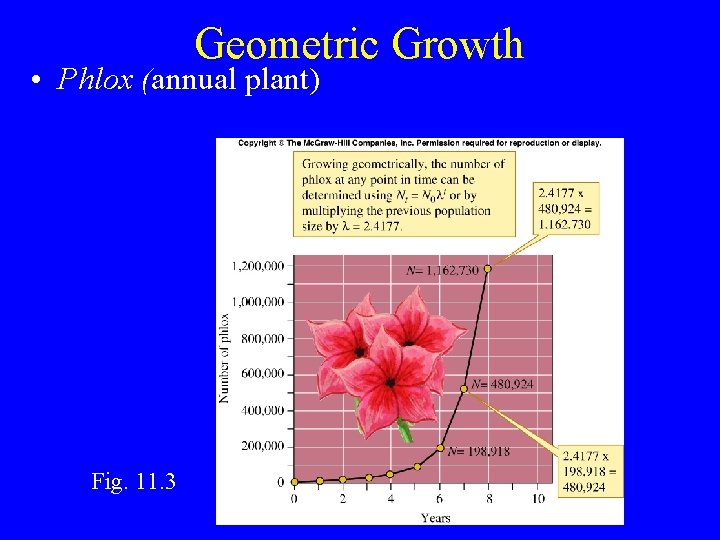 Geometric Growth • Phlox (annual plant) Fig. 11. 3 