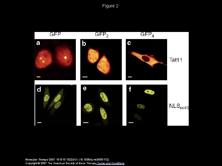 Figure 2 Molecular Therapy 2007 151313 -1322 DOI: (10. 1038/sj. mt. 6300172) Copyright ©