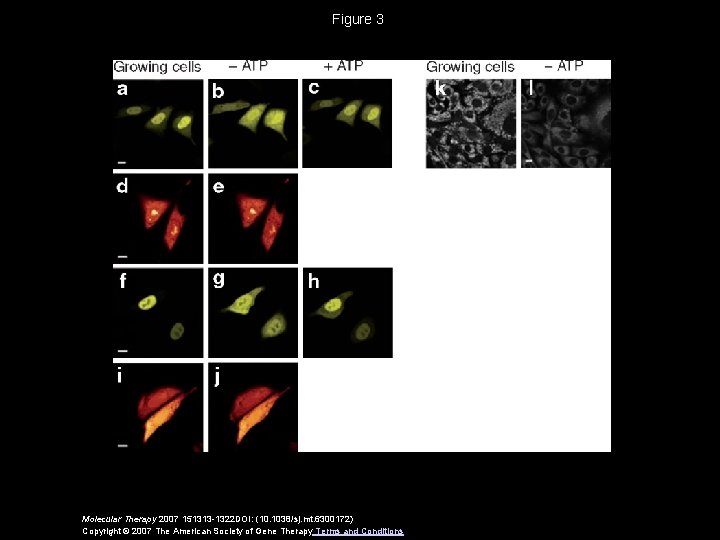 Figure 3 Molecular Therapy 2007 151313 -1322 DOI: (10. 1038/sj. mt. 6300172) Copyright ©