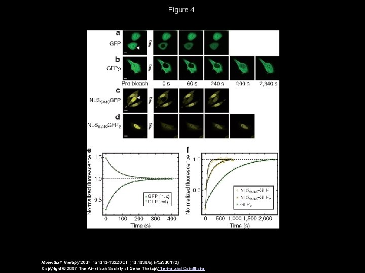 Figure 4 Molecular Therapy 2007 151313 -1322 DOI: (10. 1038/sj. mt. 6300172) Copyright ©