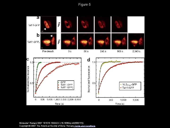 Figure 5 Molecular Therapy 2007 151313 -1322 DOI: (10. 1038/sj. mt. 6300172) Copyright ©