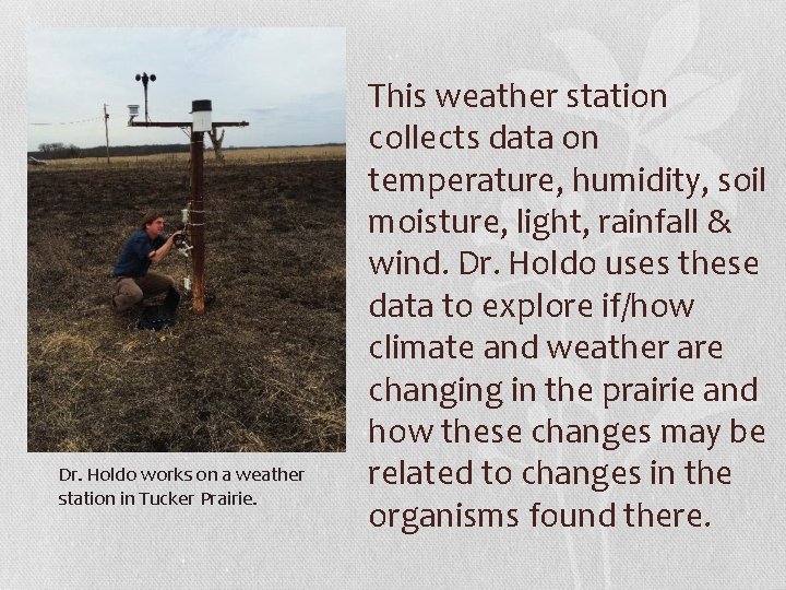 Dr. Holdo works on a weather station in Tucker Prairie. This weather station collects