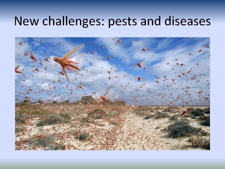 New challenges: pests and diseases New challenges: pests and diseases